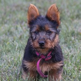 Boy 2 - Blue and tan male Australian Terrier puppy in Waupaca, Wisconsin from ZoeZoo Australian Terriers
