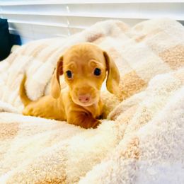 Poppy - Red female Dachshund puppy in Fontana, California from DOXI.E.