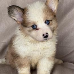 Girl 1 fawn merle - Fawn merle female American Corgi puppy in Huntington Beach, California from Gingerbread