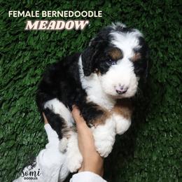 Meadow (Pink Collar) - Tri-color female Bernedoodle puppy in Palmetto Bay, Florida from SOMIDOODLES