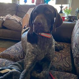 German Shorthaired Pointers from Creekwood Kennels