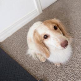 Chocolate Based Cream Piebald Male, CKC - Dapple male Dachshund puppy in El Paso, Texas from IVK9's Dachshunds