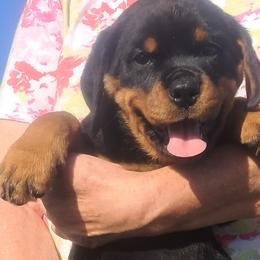 Girl 1 - Black and mahogany female Rottweiler puppy in De Witt, Iowa from Irish Eyes Kennels