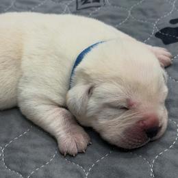 Blue Collar - Yellow male Labrador Retriever puppy in Houston, Texas from Alpha English Labs
