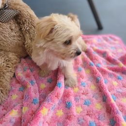 Girl 1 - White and tan female Morkie puppy in Loxahatchee, Florida from Cristy's Morkies