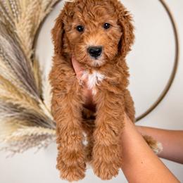 Magnolia - Cream female Goldendoodle puppy in Norcross, Georgia from Teddy Puppies