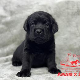 Red - Black female Labrador Retriever puppy in Beaverdam, Virginia from Riverside Sunset Labrador Retrievers