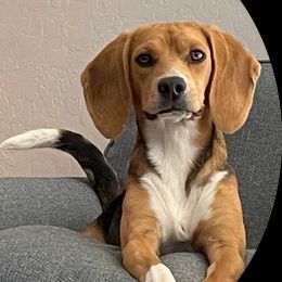 GUNNER - Beagle