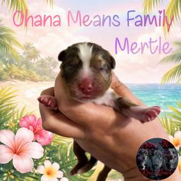 Mertle - Red merle female Miniature Australian Shepherd puppy in Brenham, Texas from Stone N Rose Kennels