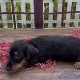 Black and Cream Wirehair Female - Black and cream female Dachshund puppy in Killeen, Texas from Southern Dachshunds