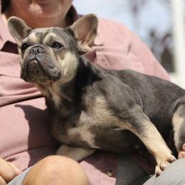 Ellie - French Bulldog