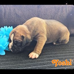 Yoshi - Fawn male Boxer puppy in Mountain Home, Idaho from LJK Boxers & Toy Aussies