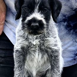 Boy 4 - Black and white male German Wirehaired Pointer puppy in Wellston, Ohio from Blue Line GWPs