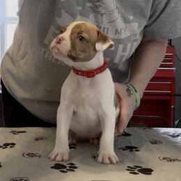 Totts - White and brindle female American Bulldog puppy in Varnville, South Carolina from DF's Unlimited Ruff
