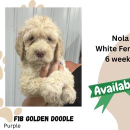 Nola - Cream female Goldendoodle puppy in Falls City, Nebraska from Goff’s Goldens