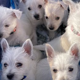 West Highland White Terriers from Joshua Olds