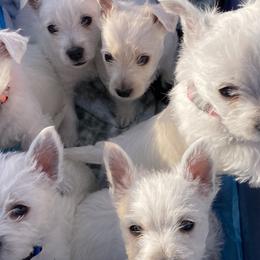 West Highland White Terriers from Joshua Olds