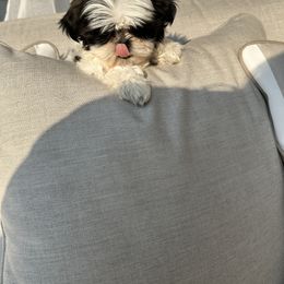 Shih Tzu Puppies from Magnolia Tzus