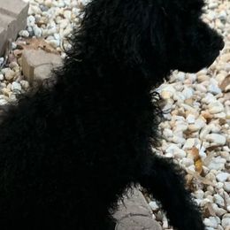 Miniature Schnauzers and Poodles from Bewitching Kennels