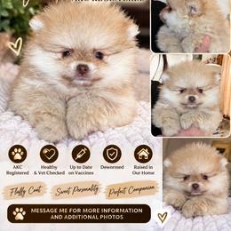 Beaver - Beaver male Pomeranian puppy in El Paso, Texas from Texas quality pomeranians