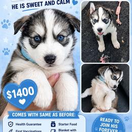 Boy 5 light blue - Gray and white male Siberian Husky puppy in Albuquerque, New Mexico from Tracy Jaramillo