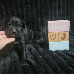 Hot pink collar - Black female Cane Corso puppy in Fritch, Texas from Carrie Brown's Cane Corsos