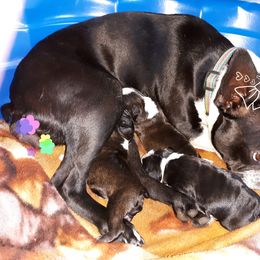 Boston Terrier Puppies from NanzBostz