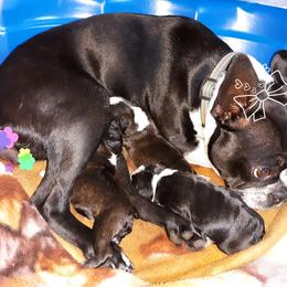 Boston Terrier Puppies from NanzBostz