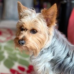 Yorkshire Terriers from Emerald City Yorkie’s