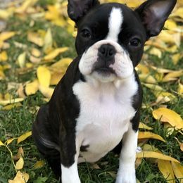 Boston Terriers from Dark Side of the Moon Boston Terriers