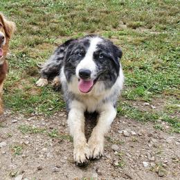 Australian Shepherds from 7P Aussies