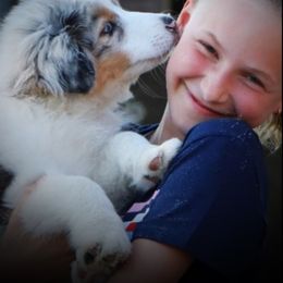 Australian Shepherd Puppies from Amazing Aussie’s