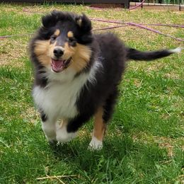 Collie Puppies from Riverrun Collies