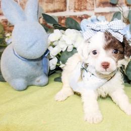 Collie - Parti female Poodle puppy in Hugo, Oklahoma from Ann R.