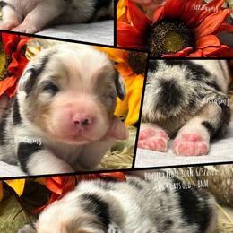 3 Jackpot, BMM - Blue merle male Australian Shepherd puppy in Huntington, Texas from JKKJ Farms, LLC