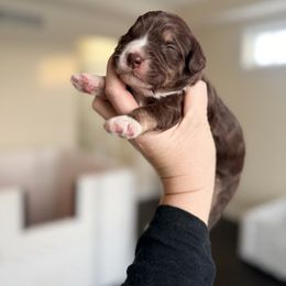 Vixen - Tri-color female Bernedoodle puppy in Marion, Ohio from Doodles & Doxies