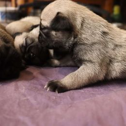 Pug Puppies from The Grumble Pack