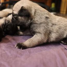 Pug Puppies from The Grumble Pack