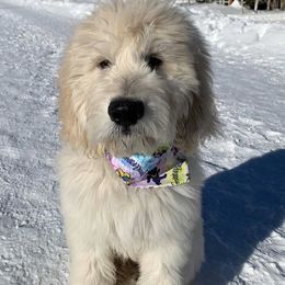 Goldendoodles from TnRPups