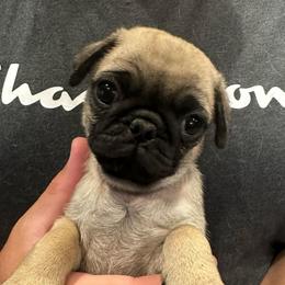 Grey - Fawn male Pug puppy in Hemet, California from Greek God Pugs