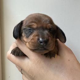 Aramis - Red male Dachshund puppy in Crystal, Michigan from Mare-Bella Smoothcoat Edition