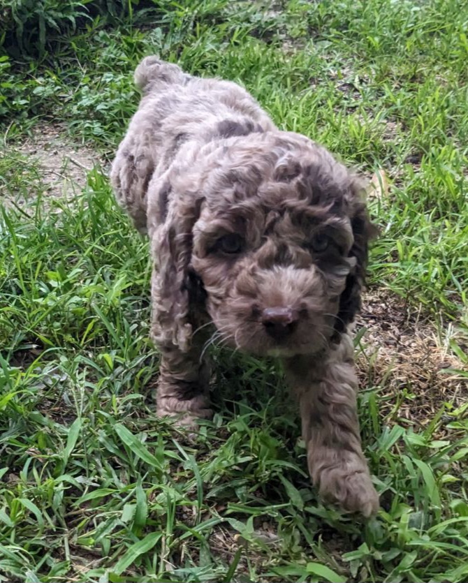 Cockapoo Puppies from Cano Cockapoos