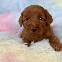 Ernie - Caramel red male Australian Labradoodle puppy in Londonderry, New Hampshire from Granite State Labradoodles