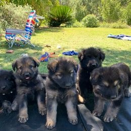 German Shepherd and White Shepherd Puppies from Scenic Creek German Shepherds