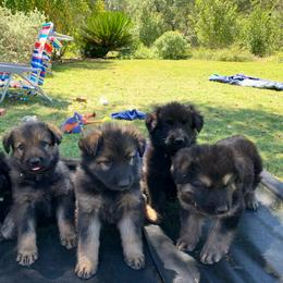 German Shepherd and White Shepherd Puppies from Scenic Creek German Shepherds