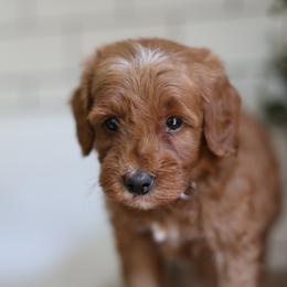Gray - Red  male Goldendoodle puppy in Stevens, Pennsylvania from Pebble Paws Lane