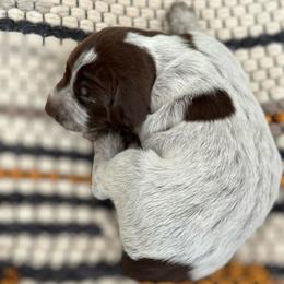 German Shorthaired Pointers from Fernando's German Shorthaired Pointers