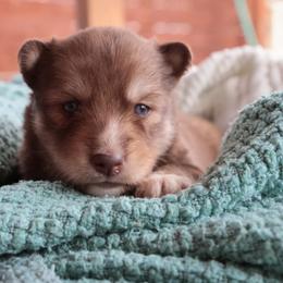 Saffron - Brown and white female Siberian Husky puppy in Bly, Oregon from Hill Top Huskies
