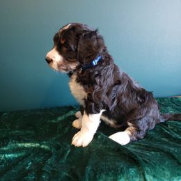 Bernedoodle Puppies from Badlands Bernedoodles