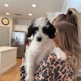 Happy (Snow White's Dwarf) - Black and white male Bernedoodle puppy in Churchill County Fallon, Nevada from Card Family Ranch
